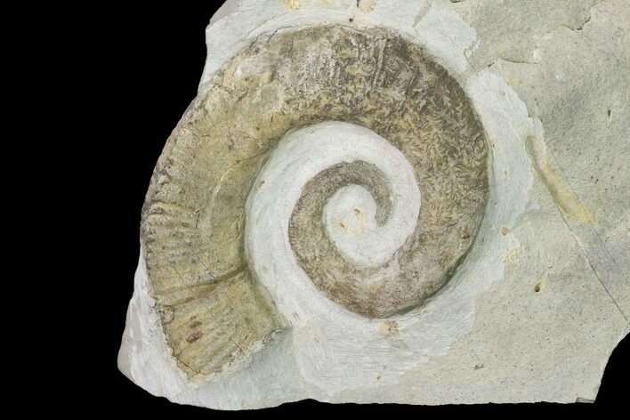 Cretaceous Ammonite (Crioceratites) Fossil - France #153148